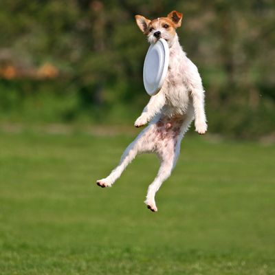 dog catching frisbee